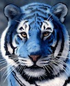 blue-tiger-small